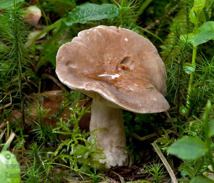 Lactarius picinus 沥青色乳菇