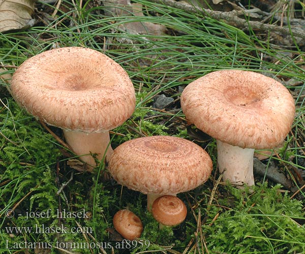 Lactarius torminosus Ryzec kravský Skäggriska