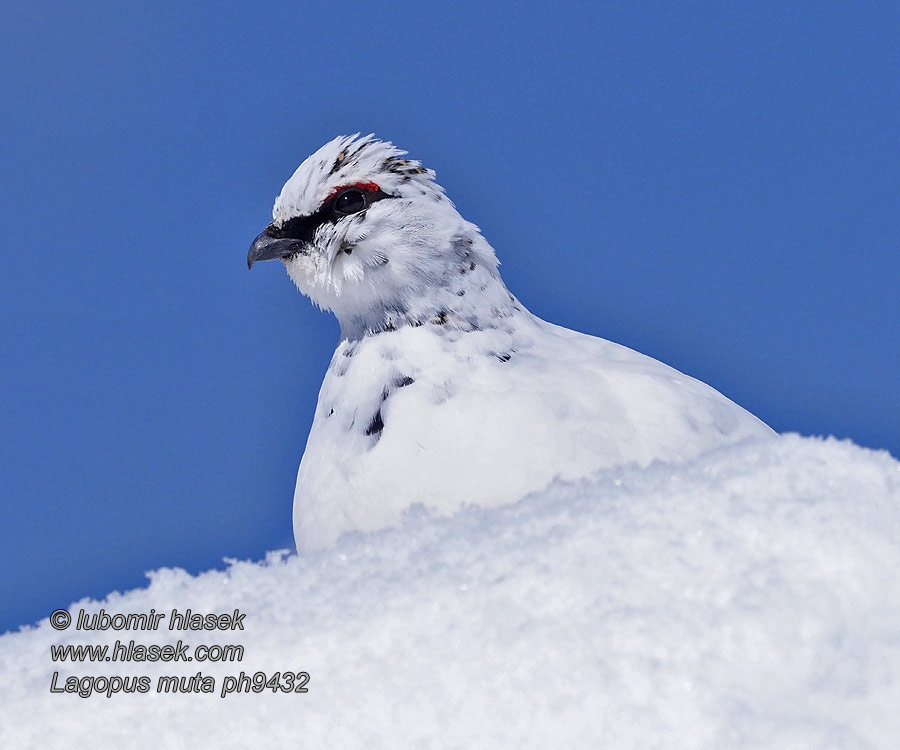 Bělokur horský Lagopus mutus muta Rock Ptarmigan Adak Alpenschneehuhn