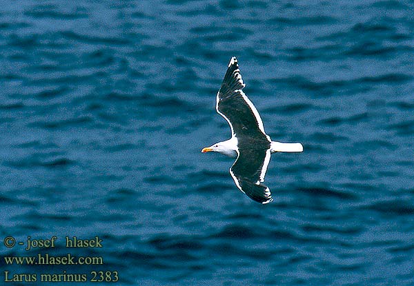 Larus marinus 2383