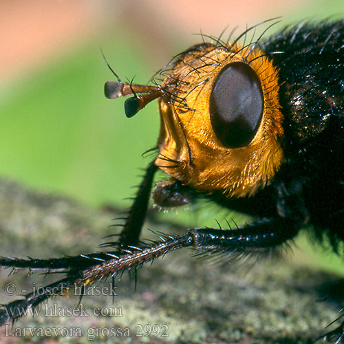 Tachina grossa Musca Larvaevora Kuklice největší Kæmpefluen Harald Tachinaire corpulente Stekelsluipvlieg Large black fly with yellow head Rączyca wielka Große Raupenfliege Stor snylteflue Ежемуха большая Тахина Mosca parásita