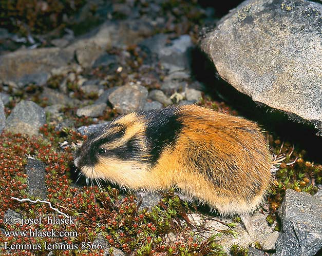 旅鼠屬 Lemming Europe scandinavo ノルウェーレミング Leming górski właściwy norweski Норвежский лемминг Lemmus lemmus Norway lemming Berglemming Echte Lemminge Lemen Lemminglerin yaşamı Tunturisopuli Lemming למינג Tikrieji lemingai Äkta lämlar