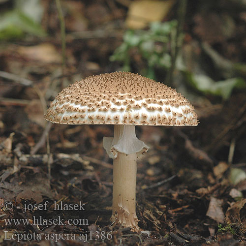 Lepiota aspera acutesquamosa Cystolepiota Echinoderma asperum