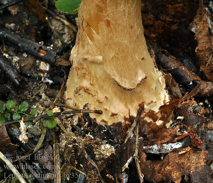 Lepiota cortinarius audreae Polobuti dežniček