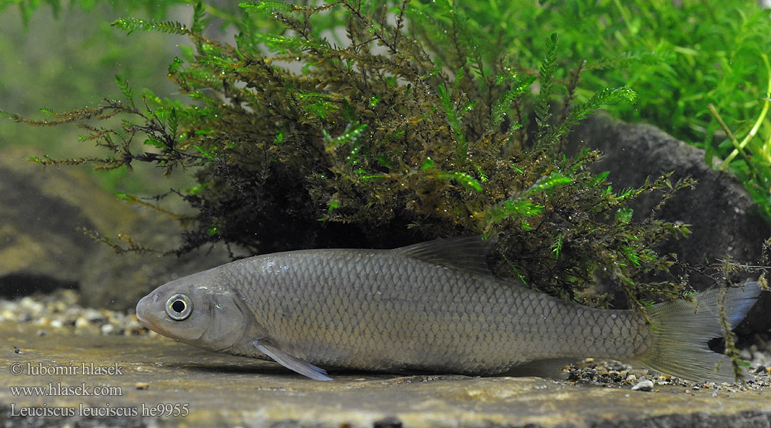 Strømskalle デイス Serpeling Seipi Leucisco Gullbust