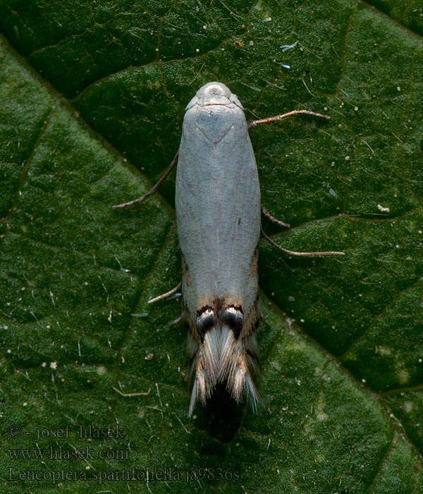 Leucoptera spartifoliella Harrispuckelmal Gyvelmøl