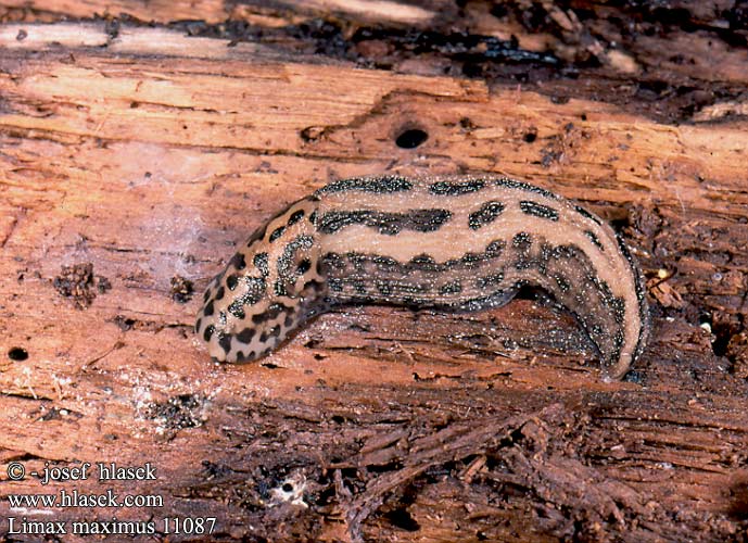 Limax maximus 11087 UK: Giant Gardenslug Leopard Slug DK: Plettet gråsnegl FI: Jättietana FR: Limace léopard NL: Grote Aardslak IT: Limaccia cinerea HU: Nagy meztelencsiga DE: Tigerschnegel Großer Schnegel Große Egelschnecke PL: pomrów wielki SK: slizniak veľký CZ: slimák největší ES: Limaco grande SE: Pantersnigel RU: Большой слизень