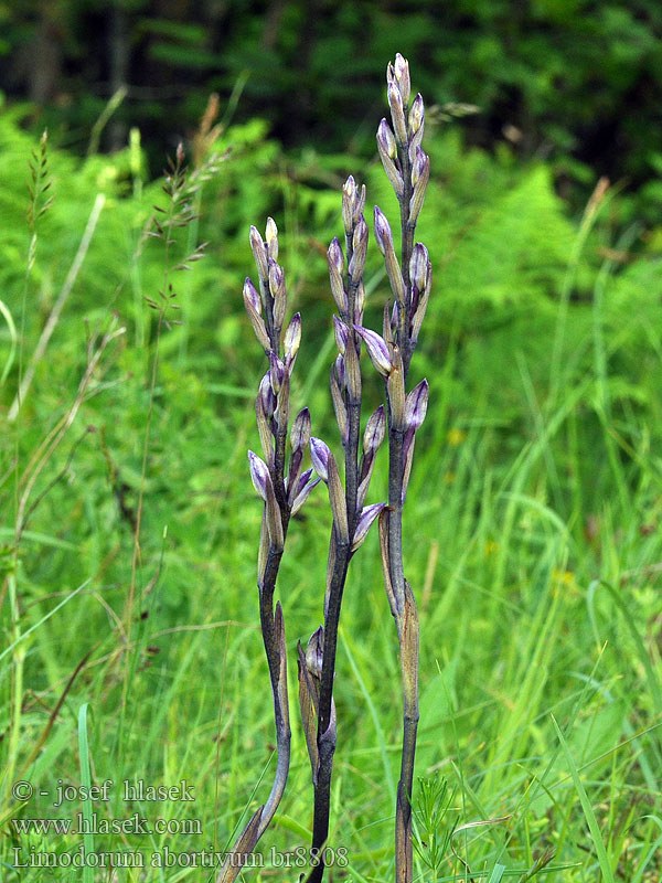 Limodorum abortivum Violet Kuvaajat kuvat Aspergeorchis Gérbics