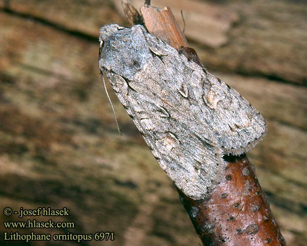 Lithophane ornitopus Grey Shoulder-knot Holzeule dřevobarvec lesní