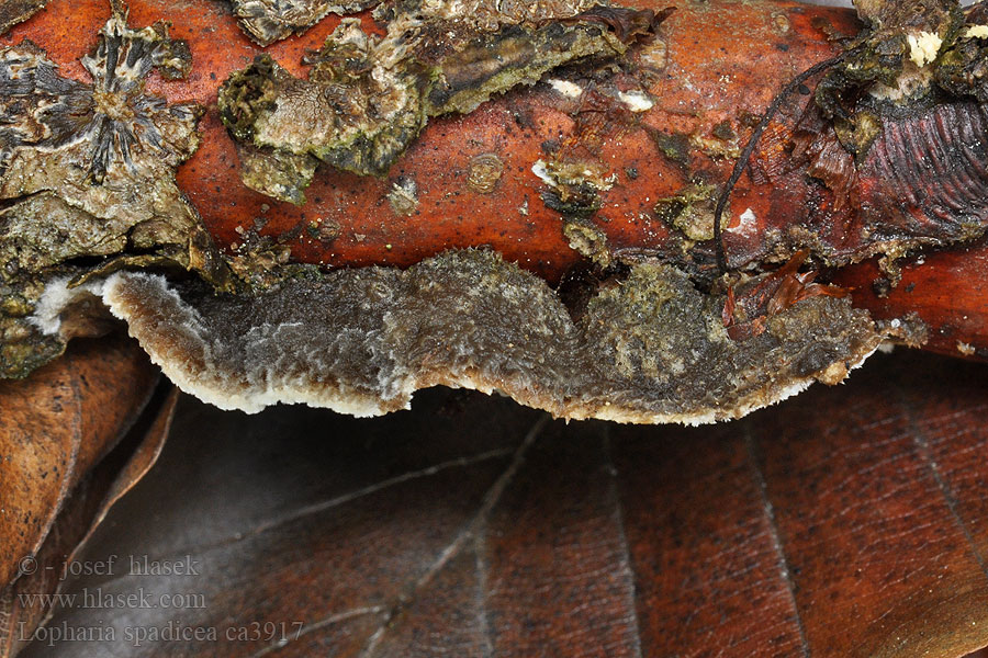 Lopharia spadicea Skórnikowiec szarobrązowy
