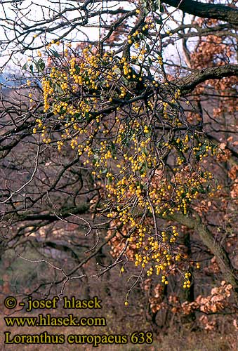 Loranthus europaeus Egemistelten Gui d'Europe Vischio quercino