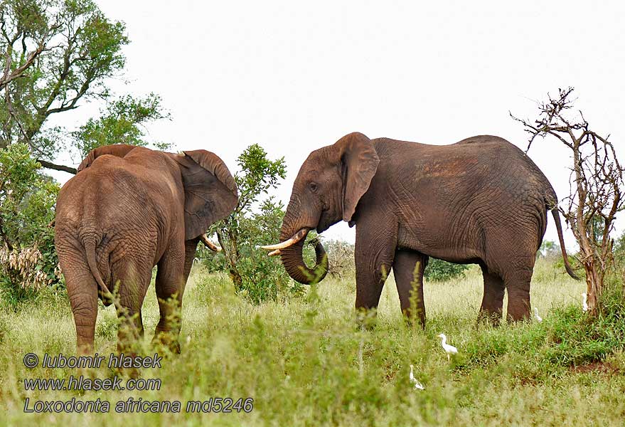 Slon africky stepny Loxodonta africana