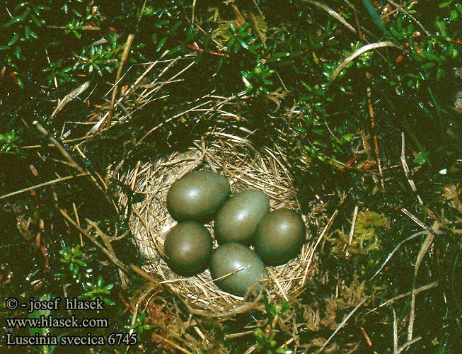 nest eggs Luscinia svecica Bluetthroat Blaukehlchen