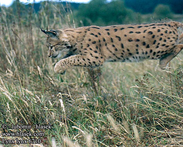 Lynx lynx Ilves Eirāzijas lūsis lūšis vaşak Felis Obični ris