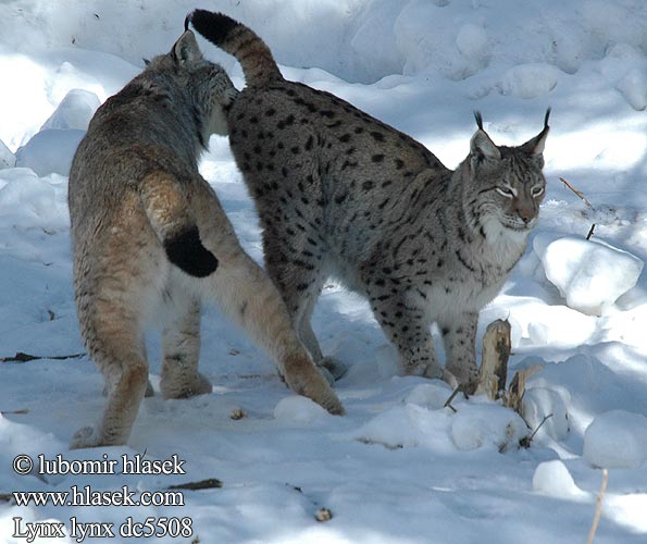 Lynx lynx dc5508