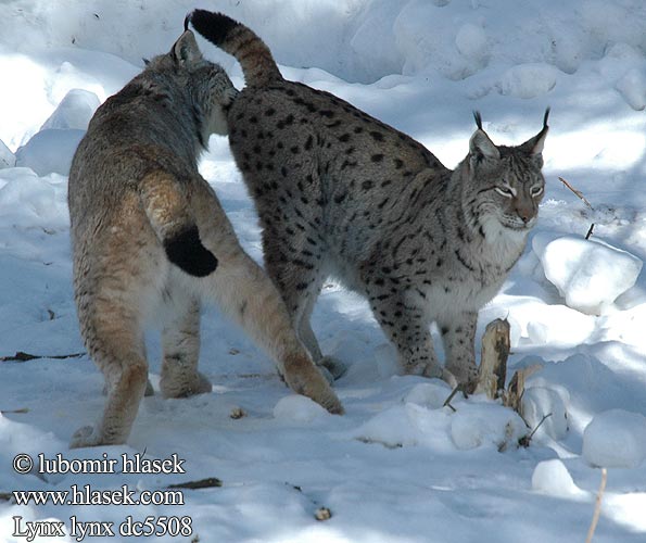 Eurasian Lynx Luchs Lince boreal Rys ostrovid Ryś Gaupe Ilves