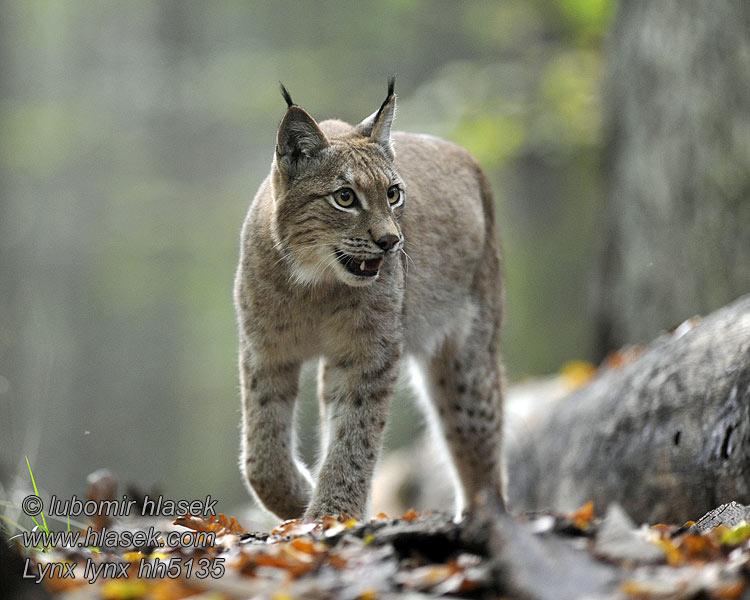 Lynx lynx Ekte gauper