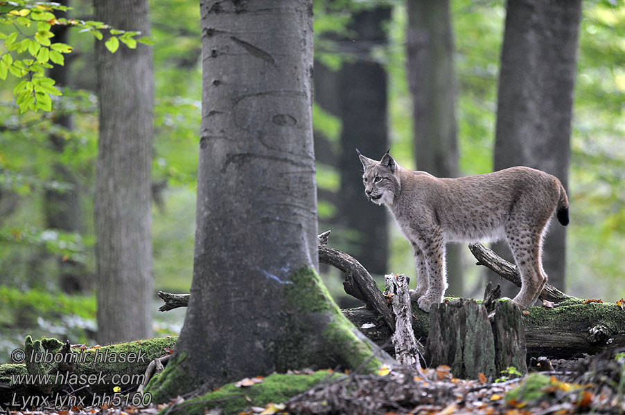 Lynx lynx Vaşak