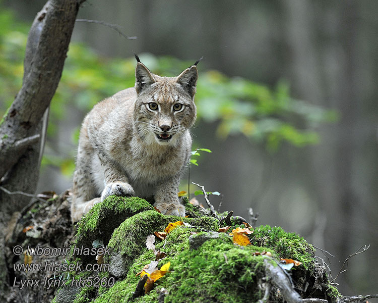 Lynx lynx Eвразиатская рысь