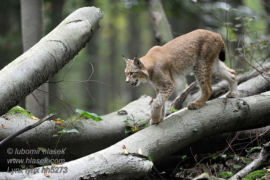 Lynx lynx 猞猁屬