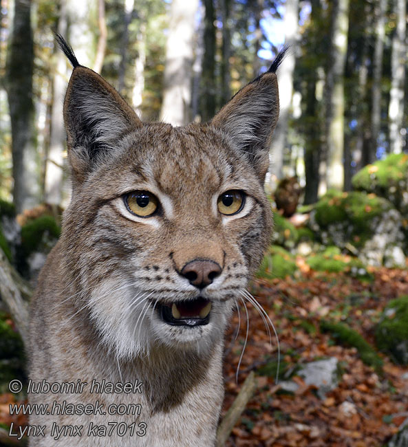 שונ Lynx lynx