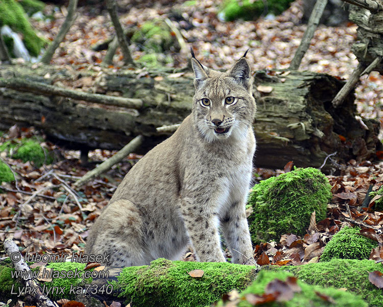 Eurasian Lynx Lynx lynx