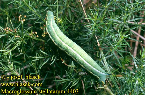 Macroglossum stellatarum Humming-bird Hawk-moth Sphinx colibri