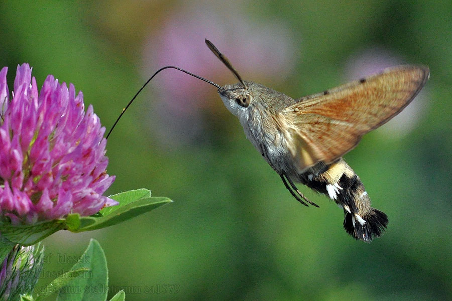 Kolibrievlinder Macroglossum stellatarum