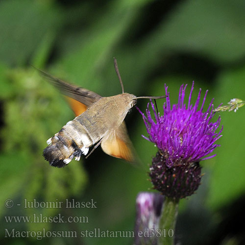 Kolibrievlinder Päevasuru Гълъбова опашка