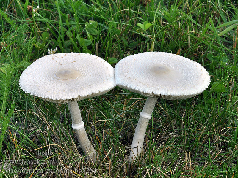 Macrolepiota excoriata Åkerparasollsopp