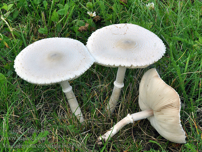 macrolepiota_excoriata_bo5290.jpg