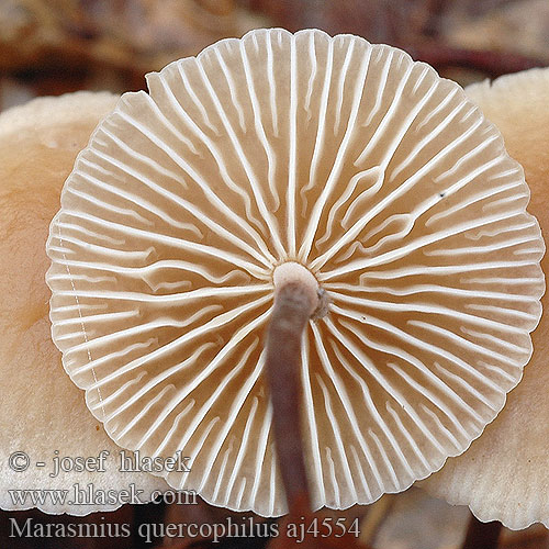 Marasmius quercophilus aj4554