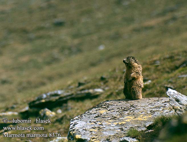Marmota marmota 8376