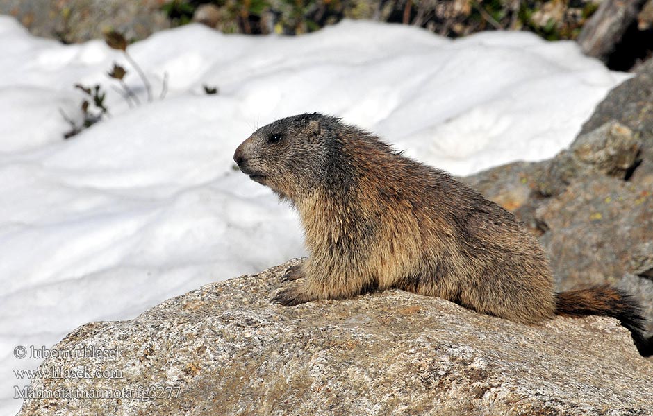 Marmota marmota alpina Murmeldyr Alpski svizec
