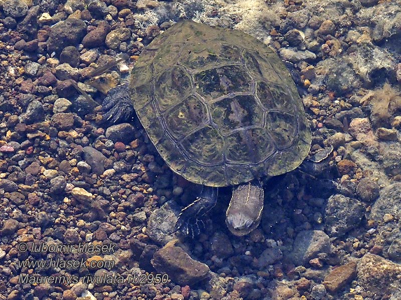 Balkan damskildpadde Balkán teknős Balkan damm sköldpadda Mauremys rivulata