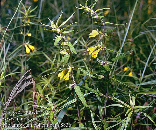 Čermeľ český Melampyrum bohemicum subalpinum angustissimum Černýš český