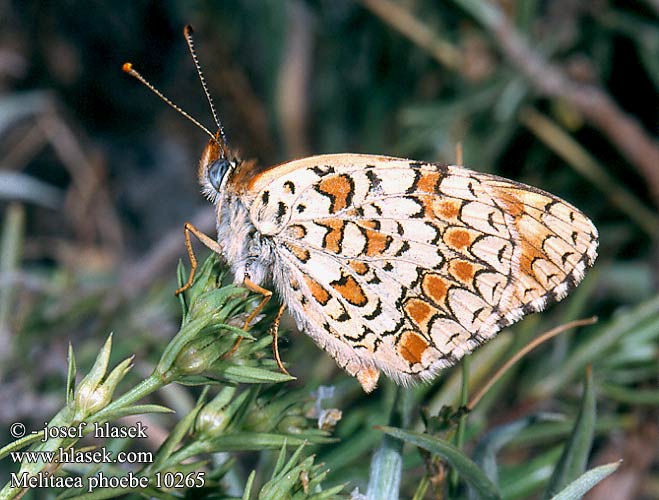 Melitaea phoebe Knapweed Fritillary Flockenblumen-Scheckenfalter