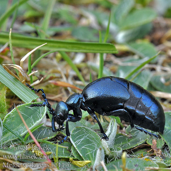 Meloid beetle Blå oliebille Sinitoukohärkä Méloé violacé