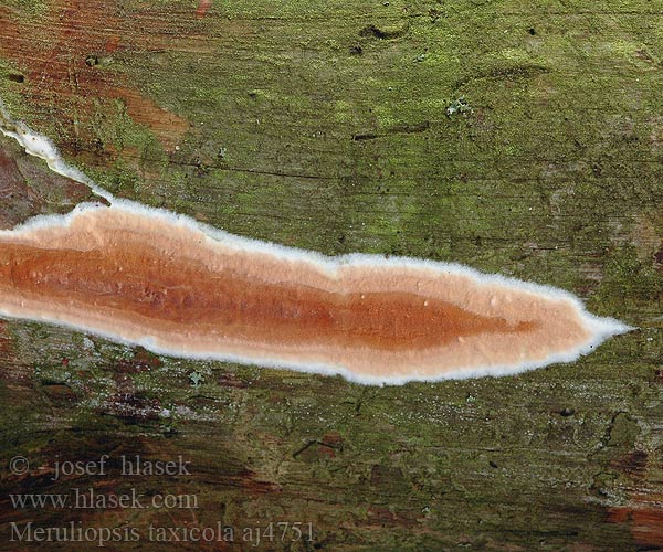Meruliopsis taxicola aj4751