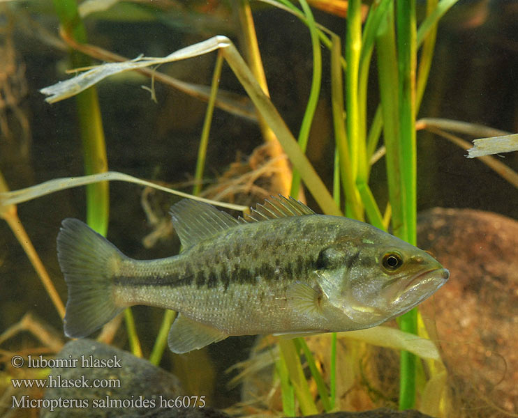 Micropterus salmoides Bibanului american Largemouth Bass