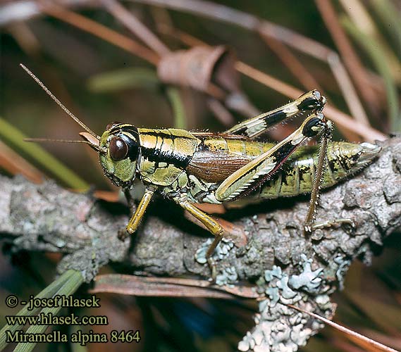 Miramella alpina Kisella Alpine grasshopper Saranče horská