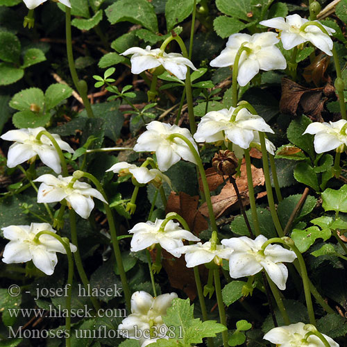 Ögonpyrola One-flowered Wintergreen Kiskörtike Moosauge