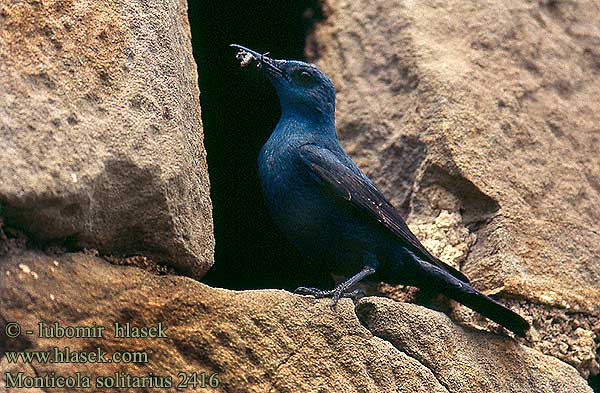 Monticola solitarius Blue Rock Thrush Blaumerle Monticole bleu