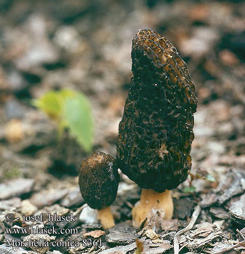 Morchella conica Black conic morel Kegle-morkel