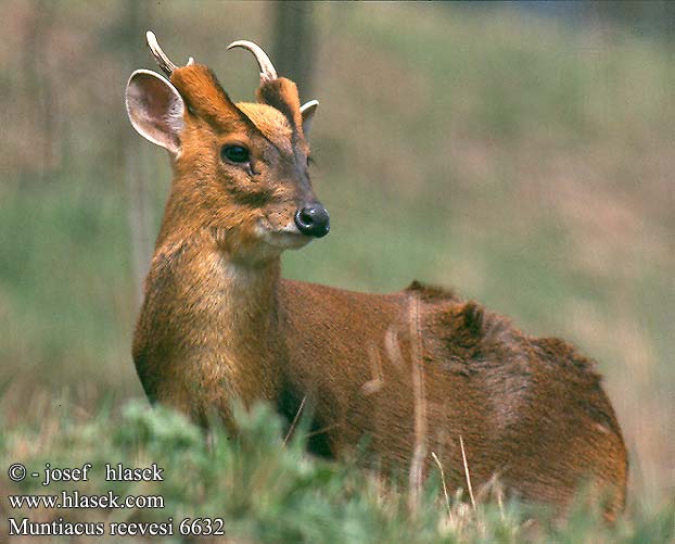 Muntiacus reevesi Muntjak Munžtak malý Chinese muntjak Reeves's Muntjac Muntjak Reeves Kinijos muntjakas キョン Mundżak chiński Çin munçağı 黃麂 Мунтжак китайский Muntiak malý Kínai muntyákszarvas Muntyák szarvas Muntjac Reeve