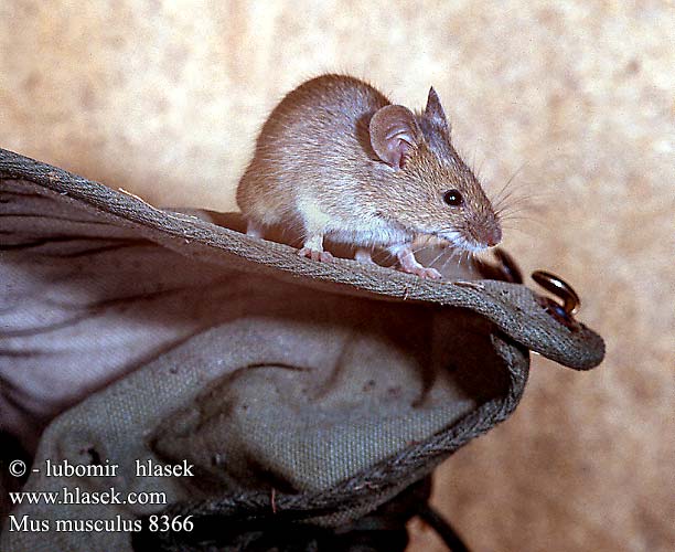 Mus musculus UK: House Mouse FR: Souris domestique DE: Westliche Hausmaus ES: Ratn casero CZ: my domc SK: my domov IT: Topolino domestico NL: noordelijke huismuis DK: Lys husmus FI: Kotihiiri HU: hzi egr PT: Ratinho-caseiro EE: Koduhiir hiir LV: pele LO: pele TR: fare domesticus