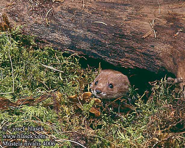 Mustela nivalis UK: Weasel least FR: Belette d'Europe DE: Mauswiesel ES: Comadreja CZ: lasice kolava PL: asica SK: lasica obyajn IT: Donnola NL: Wezel DK: Brud SE: smavessla NO: snomus FI: Lumikko HU: menyt PT: Doninha EE: Nirk LV: zebiekste LO: ebenktis TR: gelincik