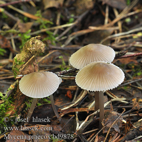 Mycena praecox Prunulus abramsii Helmovka raná Mycène printanière Abrams' Mycena Suvihiippo Sommarhätta Voorjaarsmycena Zgodnja čeladica Voreilender Helmling Sommerhette Grzybówka wczesna Мицена Абрамса Prilbička Abramsova Sommarhätta