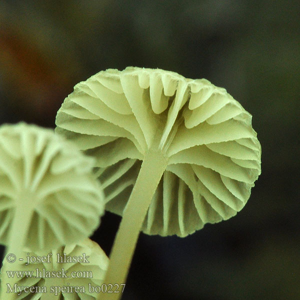 Mycena speirea bo0227