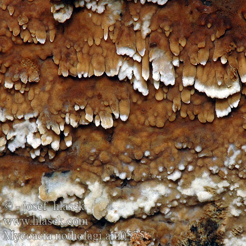 Mycoacia nothofagi am0575